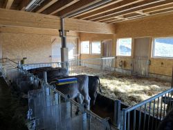 Tiefstrohbereich_IMG_0296